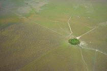 Aerial view of island of forest on the Llanos de Moxos, Estancia Tacuaral, Santa Ana del Yacuma, Beni, Bolivia, July 2008