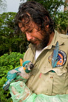 Conservation officer, Hernan Vargas Ayala, checking chicks of the Critically endangered Blue throated / Wagler's macaw (Ara glaucogularis) Trinidad, Beni, Bolivia, January 2008