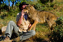 Daniel Weigend, owner of the Lobo Park, with Iberian Wolf (Canis lupus signatus). Antequera, Spain, January 2007.