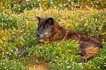 Timber Wolf (Canis lupus) resting on flower meadow. Captive. Lobo Park, Antequera, Spain, January.