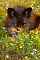 Portrait of Timber Wolf (Canis lupus) resting on flower meadow. Captive. Lobo Park, Antequera, Spain, January.
