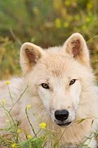 Polar Wolf (Canis lupus arctos), a high arctic variant of the Grey Wolf, resting on flower meadow. Captive. Lobo Park, Antequera, Spain, January.