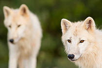 Polar Wolves (Canis lupus arctos), a high arctic variant of the Grey Wolf. Captive. Lobo Park, Antequera, Spain, January.