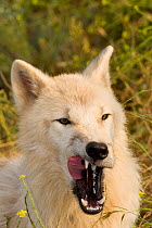 Polar Wolf (Canis lupus arctos), a high arctic variant of the Grey Wolf, yawning. Captive. Lobo Park, Antequera, Spain, January.