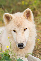 Polar Wolf (Canis lupus arctos), a high arctic variant of the Grey Wolf, portrait. Captive. Lobo Park, Antequera, Spain, January.