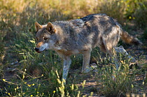 Grey Wolf (Canis lupus). Captive. Lobo Park, Antequera, Spain, January.