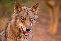 Iberian Wolf (Canis lupus signatus) portrait. Captive. Lobo Park, Antequera, Spain, January.