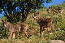 Iberian Wolves (Canis lupus signatus). Captive. Lobo Park, Antequera, Spain, January.