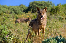 Iberian Wolf (Canis lupus signatus) portrait. Captive. Lobo Park, Antequera, Spain, January.