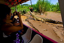 Tourists on the 'Crocodile Man' Tour, as Jason Vargas Aguerro interacts with American Crocodile (Crocodylus acutus). Carara National Park, Tarcoles, Costa Rica, August 2008.