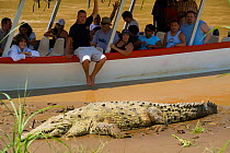 Jason Vargas Aguerro 'Crocodile Man' and tourists watching American Crocodile (Crocodylus acutus). Carara National Park, Tarcoles, Costa Rica, August 2008.