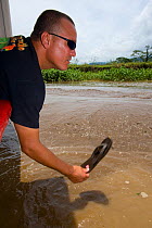 Jason Vargas Aguerro 'Crocodile Man' slapping the water to attract American Crocodile (Crocodylus acutus) to the tourist boat. Carara National Park, Tarcoles, Costa Rica, August 2008.