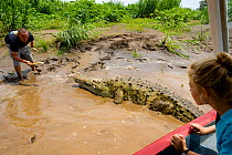 Jason Vargas Aguerro 'Crocodile Man' interacting with American Crocodile (Crocodylus acutus) with tourist watching, Carara National Park, Tarcoles, Costa Rica, August 2008.