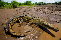 American Crocodile (Crocodylus acutus) seen on 'The Crocodile Man Tour'. Carara National Park, Tarcoles, Costa Rica, August 2008.