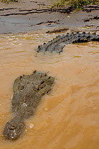 American Crocodile (Crocodylus acutus) seen on 'The Crocodile Man Tour'. Carara National Park, Tarcoles, Costa Rica, August.