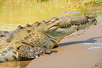 American Crocodile (Crocodylus acutus) seen on 'The Crocodile Man Tour'. Carara National Park, Tarcoles, Costa Rica, August.