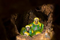 Young Yellow-shouldered Amazons (Amazona barbadensis) in nesting hole. Isla Margarita, Nueva Esparta, Venezuela, 2007.