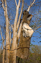 Artificial nesting box used for rearing Yellow-shouldered Amazons (Amazona barbadensis). Isla Margarita, Nueva Esparta, Venezuela, 2007.