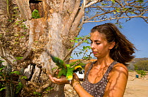 Veterinarian Mar Carascos inspecting a young Yellow-shouldered Amazon (Amazona barbadensis) being raised in nest box. Isla Margarita, Nueva Esparta, Venezuela, 2007.