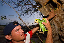 Volunteer inspecting a young Yellow-shouldered Amazon (Amazona barbadensis) being raised in nest box as part of a conservation project. Isla Margarita, Nueva Esparta, Venezuela, 2007.