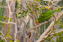 Yellow-shouldered Amazon (Amazona barbadensis) perched. Isla Margarita, Nueva Esparta, Venezuela, 2007.