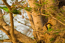 Yellow-shouldered Amazon (Amazona barbadensis) perched above and emerging from nest hole. Isla Margarita, Nueva Esparta, Venezuela, 2007.