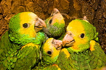 Yellow-shouldered Amazon (Amazona barbadensis) chicks in nest box, part of a conservation project on the island. Isla Margarita, Nueva Esparta, Venezuela, 2007.
