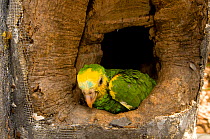 Yellow-shouldered Amazon (Amazona barbadensis) chick at nest box, part of a conservation project on the island. Isla Margarita, Nueva Esparta, Venezuela, 2007.