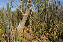 Semi-arid cacti and shrubs, habitat of the Yellow-shouldered Amazon. Isla Margarita, Nueva Esparta, Venezuela, 2007.