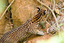Ocelot (Leopardus / Felis pardalis) at base of tree stalking parakeets. Madre de Dios, Peru, September. Sequence 1 of 4.