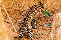 Ocelot (Leopardus / Felis pardalis) with Cobalt-winged Parakeet (Brotogeris cyanoptera) it has batted from the air. Madre de Dios, Peru, September. Sequence 3 of 4.