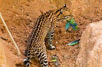 Ocelot (Leopardus / Felis pardalis) with Cobalt-winged Parakeet (Brotogeris cyanoptera) it has batted from the air. Madre de Dios, Peru, September. Sequence 4 of 4.