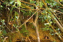 Ocelot (Leopardus / Felis pardalis), climbing through undergrowth. Madre de Dios, Peru, September.