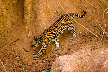 Ocelot (Leopardus / Felis pardalis) in profile. Madre de Dios, Peru, September.