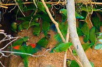 Flock of Cobalt-winged Parakeet (Brotogeris cyanoptera) and Black-capped Parakeet (Pyrrhura rupicola) in shade under tree. Madre de Dios, Peru, September.