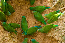 Flock of Cobalt-winged Parakeet (Brotogeris cyanoptera) feeding on clay which provides some minerals they require. Madre de Dios, Peru, September.