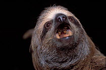Brown-throated Three-toed Sloth (Bradypus variegatus) portrait with open mouth, showing degenerate teeth. Captive. Aviarios del Caribe Sloth Sanctuary, Costa Rica.