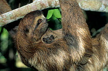 Brown-throated Three-toed Sloth (Bradypus variegatus) mother hanging from branch with baby on her chest. Captive. Aviarios del Caribe Sloth Sanctuary, Costa Rica.
