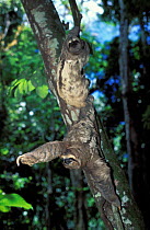 Brown-throated Three-toed Sloths (Bradypus variegatus) hanging from a tree trunk, demonstrating bark-mimicking colouration. Captive. Aviarios del Caribe Sloth Sanctuary, Costa Rica.