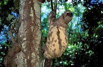 Brown-throated Three-toed Sloth (Bradypus variegatus) by tree trunk, showing the bark-mimicking colouration of its fur. Captive. Aviarios del Caribe Sloth Sanctuary, Costa Rica.