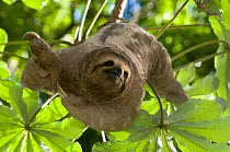 Brown-throated Three-toed Sloth (Bradypus variegatus) hanging from a cecropia tree.   Santa Cruz de la Sierra, Costa Rica, 2008.