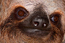 Brown-throated Three-toed Sloth (Bradypus variegatus) portrait.   Aviarios del Caribe Sloth Sanctuary, Costa Rica, 2008.