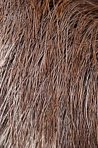 Close-up of Brown-throated Three-toed Sloth (Bradypus variegatus) coarse fur.   Aviarios del Caribe Sloth Sanctuary, Costa Rica, 2008.