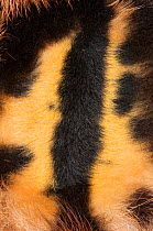 Close-up of fur pattern markings of the Brown-throated Three-toed Sloth (Bradypus variegatus).   Aviarios del Caribe Sloth Sanctuary, Costa Rica, 2008.