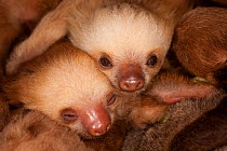Two baby Hoffman's Two Toed Sloth (Choloepus hoffmanni).   Aviarios del Caribe Sloth Sanctuary, Costa Rica, 2008.