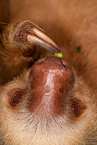 Baby Hoffman's Two Toed Sloth (Choloepus hoffmanni) feeding.   Aviarios del Caribe Sloth Sanctuary, Costa Rica, 2008.