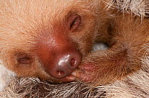 Baby Hoffman's Two Toed Sloth (Choloepus hoffmanni) sleeping.   Aviarios del Caribe Sloth Sanctuary, Costa Rica, 2008.