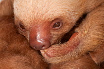 Baby Hoffman's Two Toed Sloth (Choloepus hoffmanni) sucking its claw.   Aviarios del Caribe Sloth Sanctuary, Costa Rica, 2008.