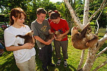 Volunteers exercising young Two-toed Sloths (Choloepus hoffmanni) at the sloth orphanage.   Aviarios del Caribe Sloth Refuge, Costa Rica, 2008.