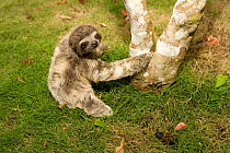 Young Brown Throated Three Toed Sloth (Bradypus variegatus) at the sloth orphanage.   Aviarios del Caribe Sloth Refuge, Costa Rica, 2008.